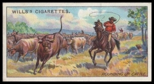 42 Rounding Up Cattle